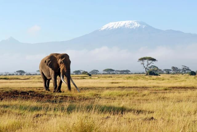 Dlaczego niektóre afrykańskie zwierzęta są zagrożone wyginięciem? Oto smutne przyczyny