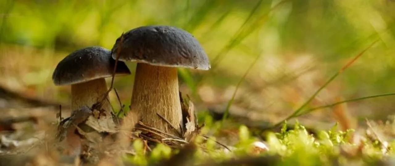 Czy można zbierać grzyby w rezerwacie przyrody? Sprawdź przepisy!