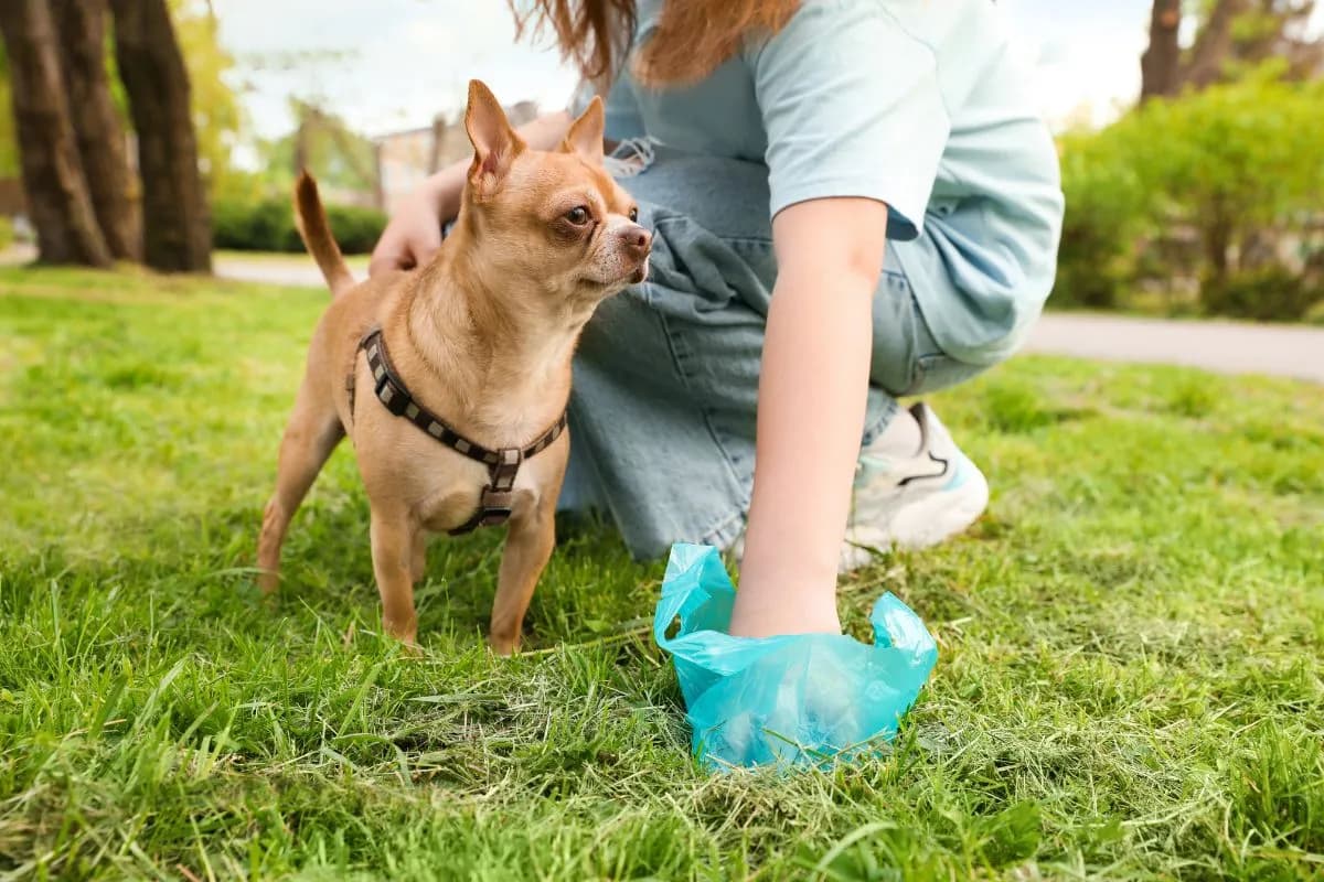 Gdzie wyrzucić psie odchody, aby uniknąć problemów z sąsiadami?