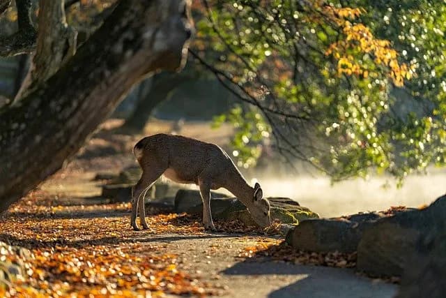 Rezerwat przyrody a park narodowy: Kluczowe różnice i podobieństwa