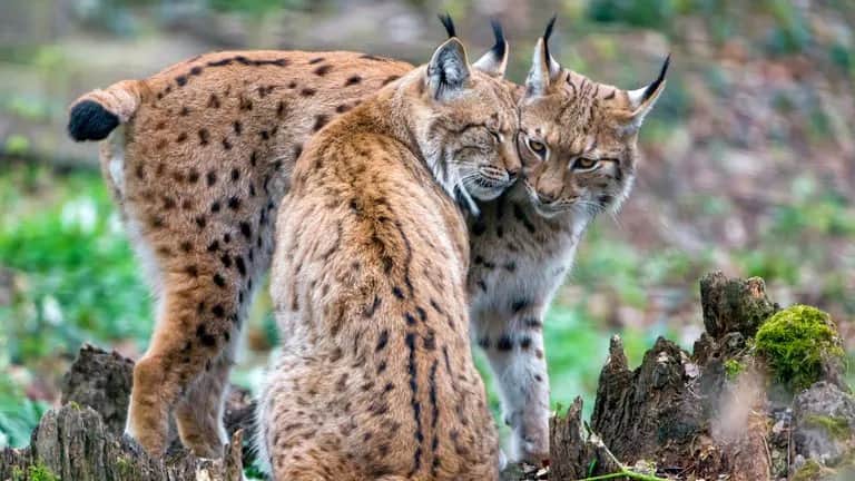 Jak chronić gatunki zagrożone wyginięciem i zapobiegać ich utracie