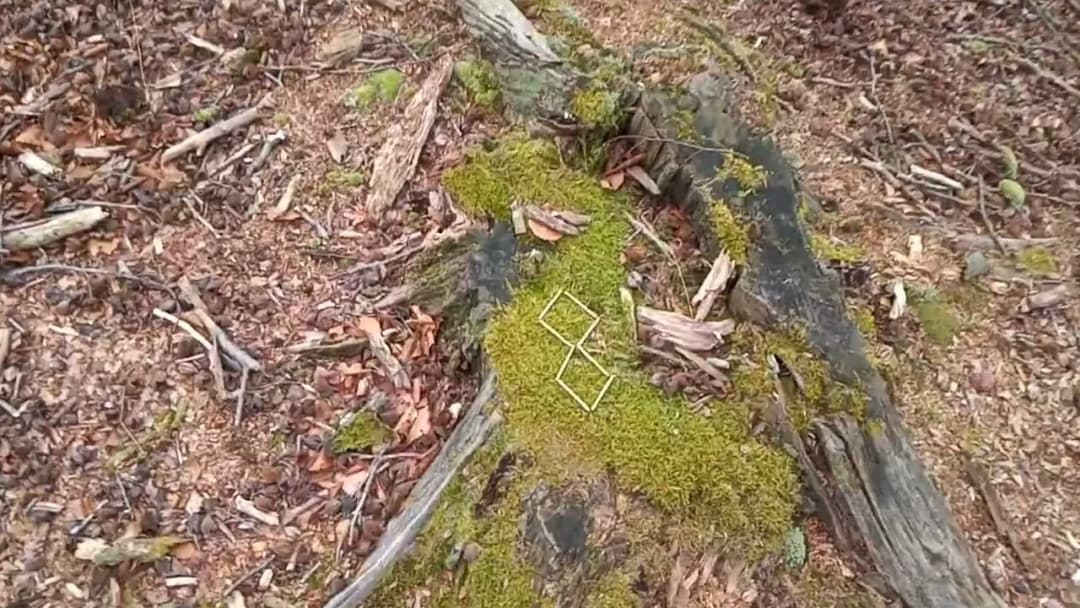 Rezerwat przyrody Łazy - odkryj niezwykłe atrakcje i piękno natury