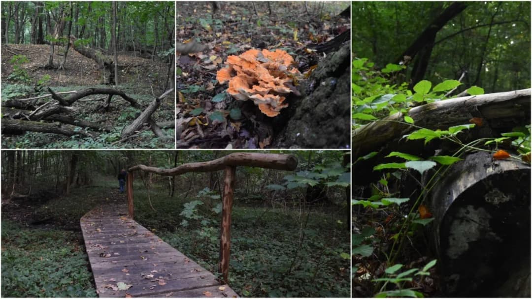 Rezerwat przyrody Debrza: Odkryj nieznane skarby i atrakcje natury