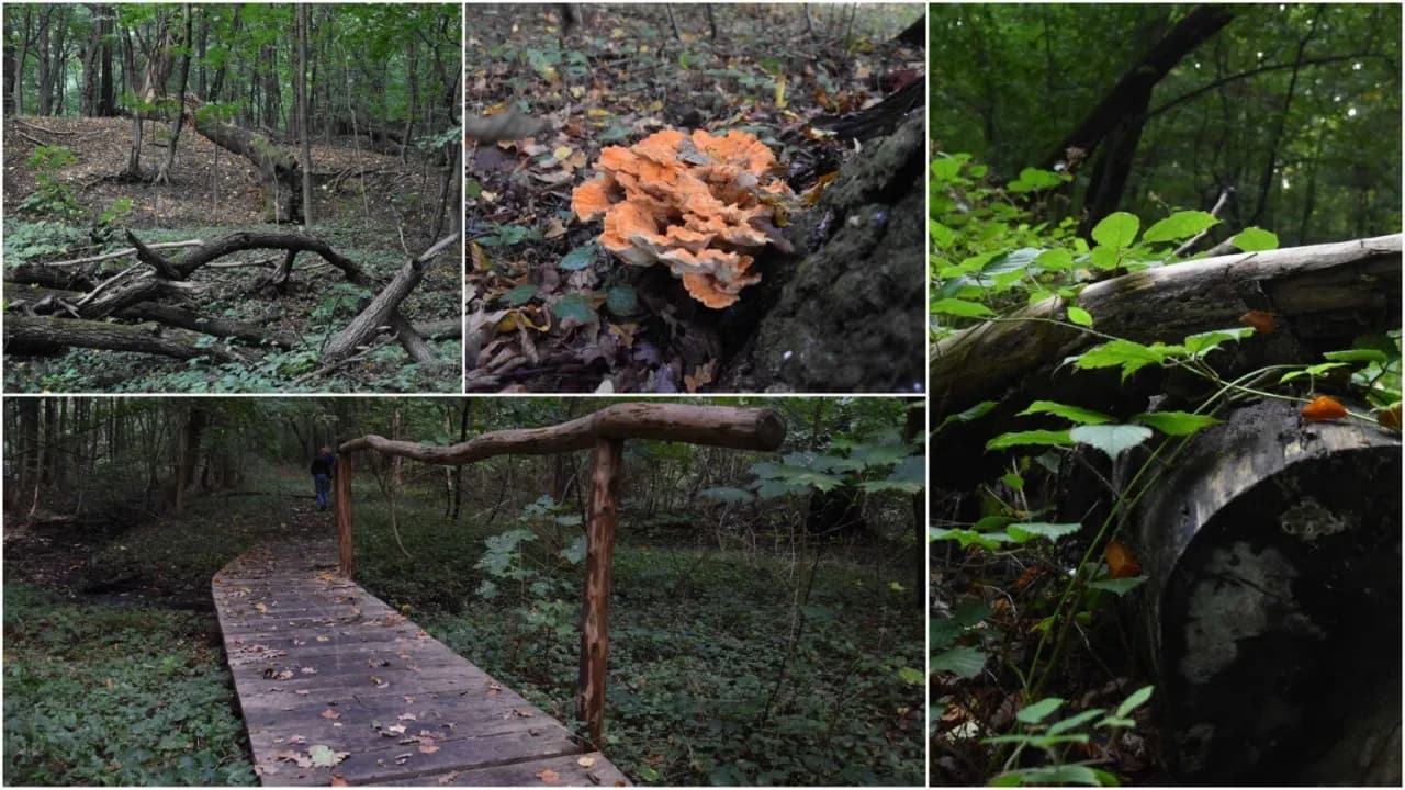 Rezerwat przyrody Debrza: Odkryj nieznane skarby i atrakcje natury