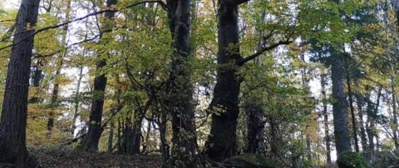 Rezerwat przyrody Góra Ślęża - historia, atrakcje i ekologia w sercu Dolnego Śląska